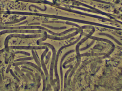 Microscope Slide