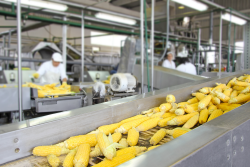 Vegetable Processing